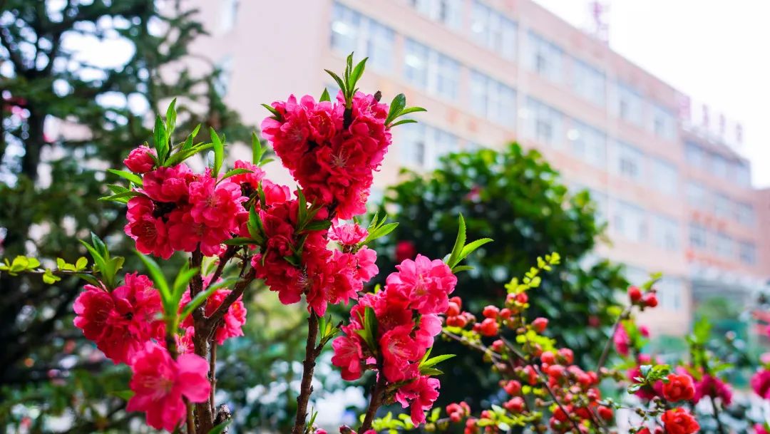 繁花似錦綻校園，核檢護航保平安