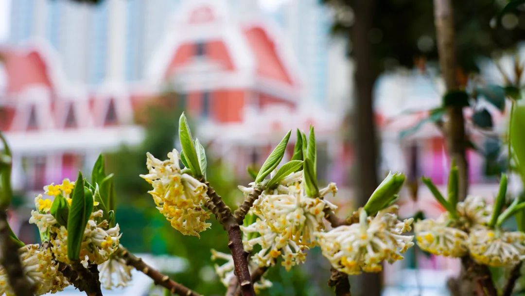 繁花似錦綻校園，核檢護航保平安