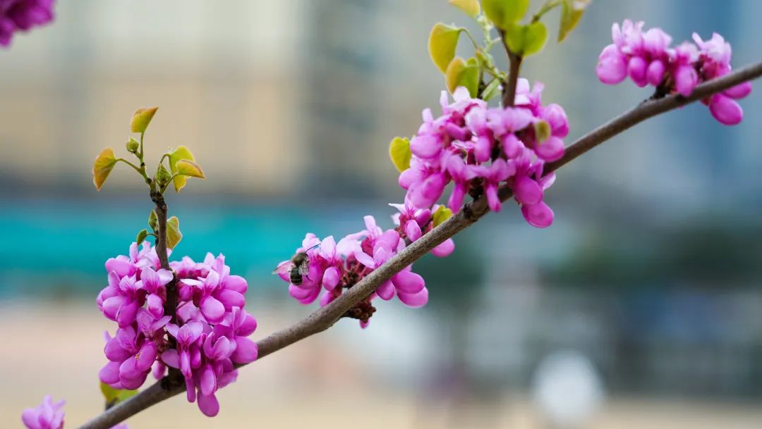 繁花似錦綻校園，核檢護航保平安