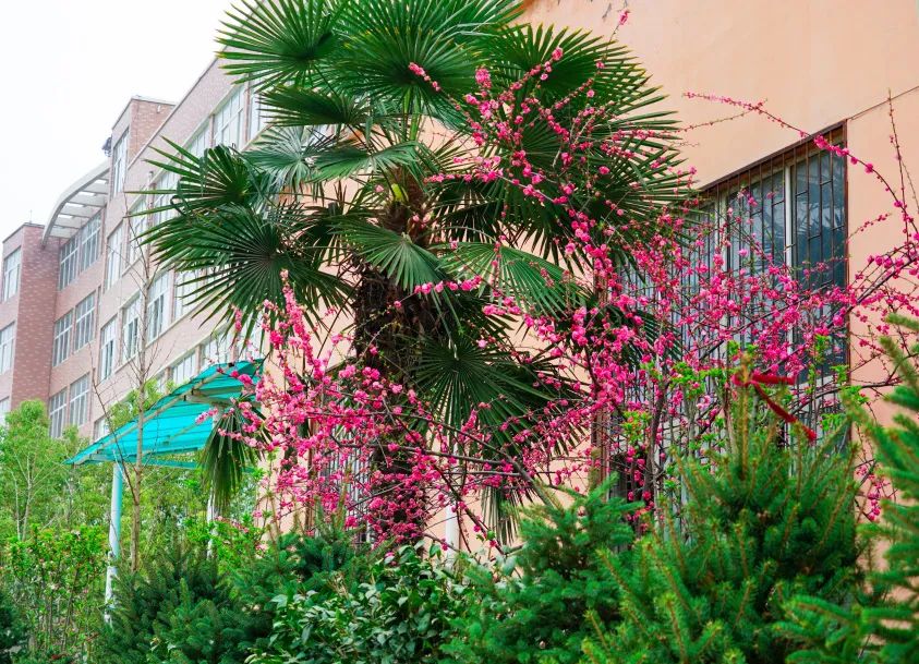 繁花似錦綻校園，核檢護航保平安