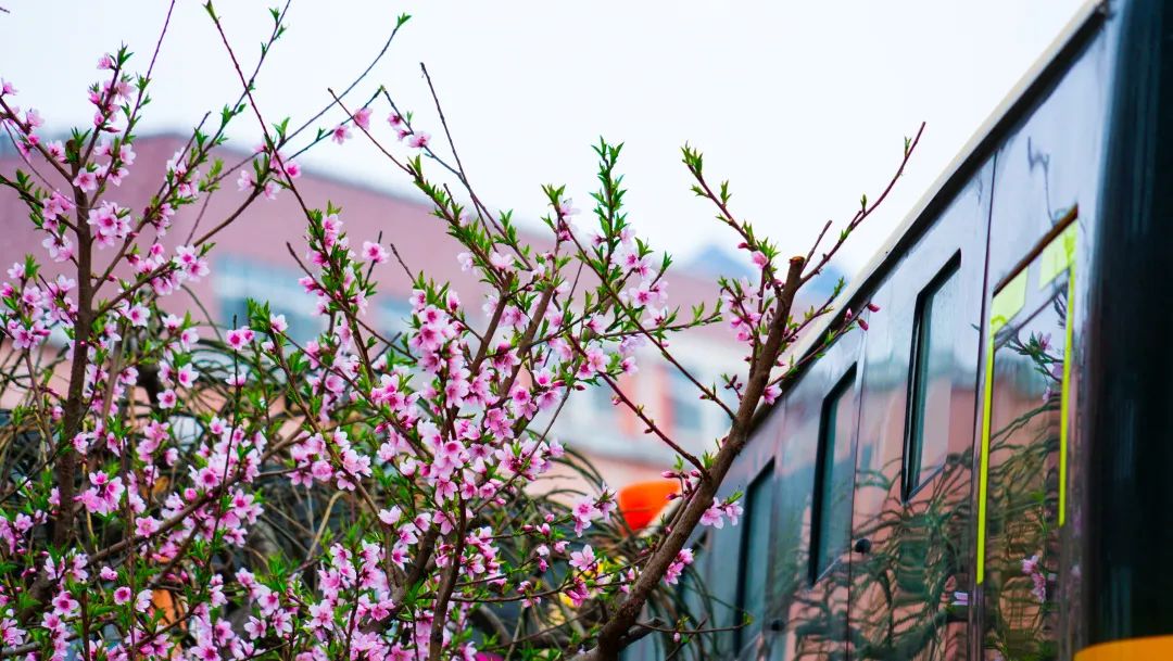 繁花似錦綻校園，核檢護航保平安