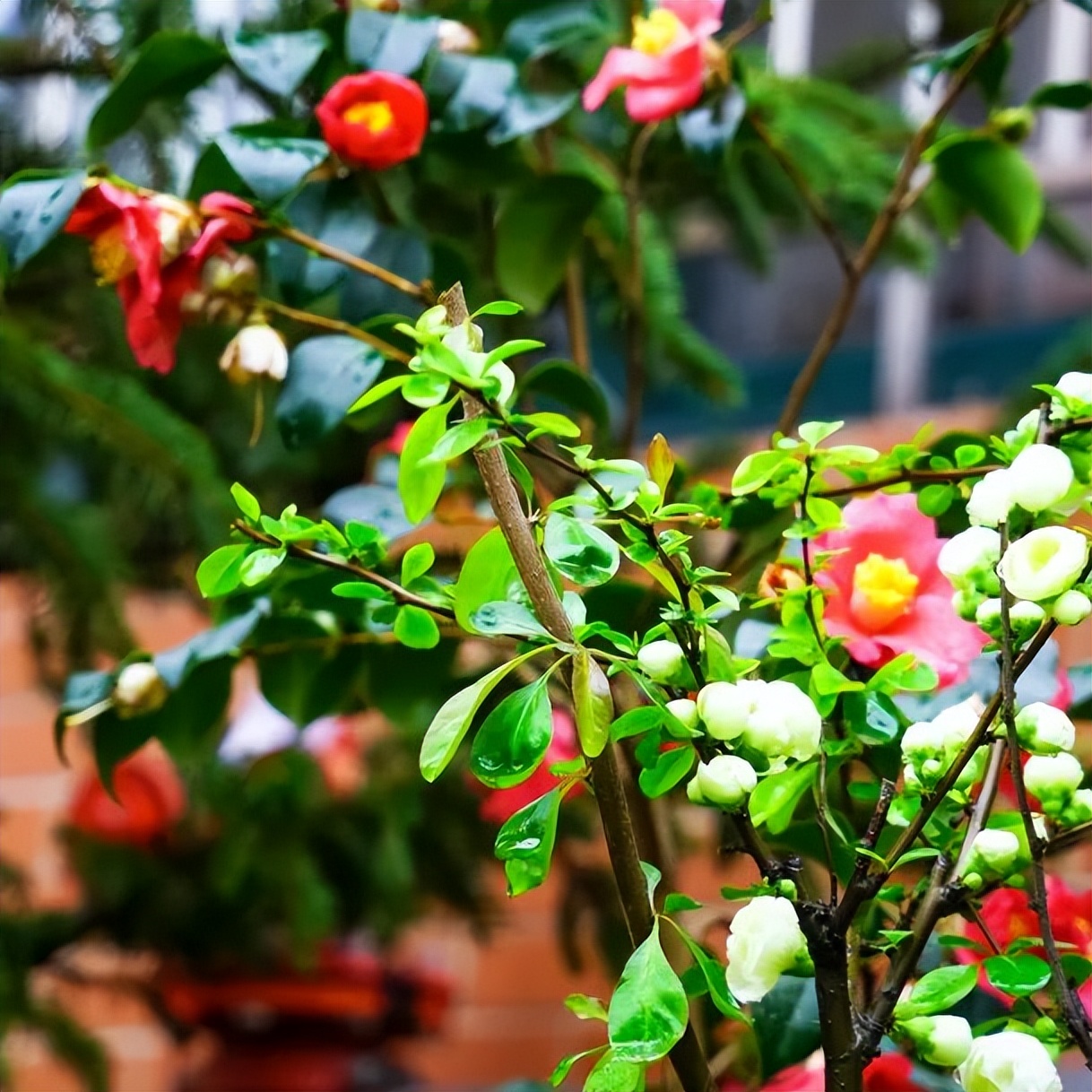 繁花似錦綻校園，核檢護航保平安